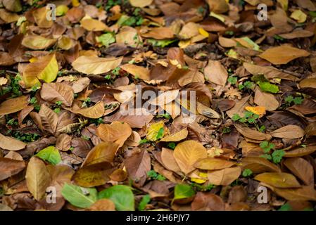 Feuilles d'automne, Chipping, Preston, Lancashire, Royaume-Uni. Banque D'Images