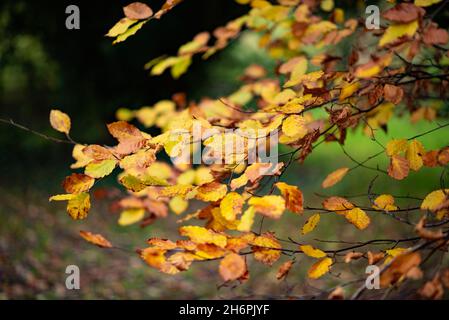 Feuilles d'automne, Chipping, Preston, Lancashire, Royaume-Uni. Banque D'Images