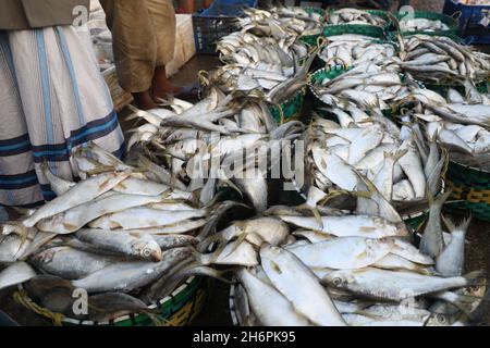 Chittagong, Bangladesh.17 novembre 2021.Le poisson au marché de la pêche Ghat à Chittagong.Fishery Ghat, le plus grand marché de poissons de la ville portuaire, est l'un des principaux centres Hilsa du pays, il joue un rôle essentiel dans l'économie bangladaise.Pêche le Ghat est un centre de bonheur et d'espoir pour les pêcheurs, les vendeurs et les moyens de subsistance liés au poisson.Crédit : SOPA Images Limited/Alamy Live News Banque D'Images