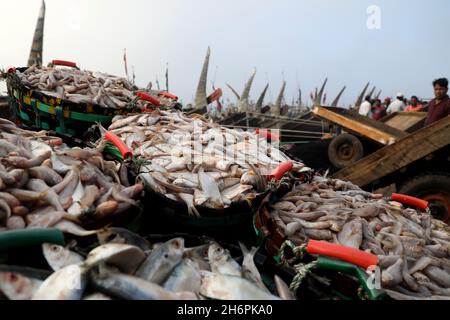 Chittagong, Bangladesh.17 novembre 2021.Le poisson au marché de la pêche Ghat à Chittagong.Fishery Ghat, le plus grand marché de poissons de la ville portuaire, est l'un des principaux centres Hilsa du pays, il joue un rôle essentiel dans l'économie bangladaise.Pêche le Ghat est un centre de bonheur et d'espoir pour les pêcheurs, les vendeurs et les moyens de subsistance liés au poisson.Crédit : SOPA Images Limited/Alamy Live News Banque D'Images