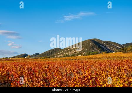 Les vignobles des Côtes de Rhône rencontrent les collines du Parc naturel régional des Baronnies provençales, Banque D'Images