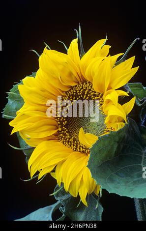 Close-up of a Sunflower Banque D'Images