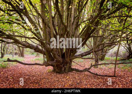 Arbre Pollared dans la forêt, Oxfordshire, Royaume-Uni Banque D'Images