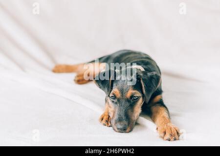 Chien race yag-terrier sur fond clair.Un petit chiot, animal de compagnie, repose dans une couverture douce et moelleuse, camouin dans une couverture. Banque D'Images