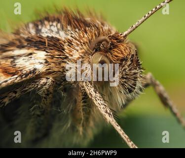 Gros plan d'un Mother Shipton Moth (Callistege mi) Banque D'Images