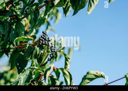 Chokeberry sur une branche.Baies noires de fraise Banque D'Images