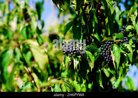 Chokeberry sur une branche.Baies noires de fraise Banque D'Images