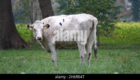 Une vache frisonne holstein blanche presque complète dans un pré allemand. Banque D'Images