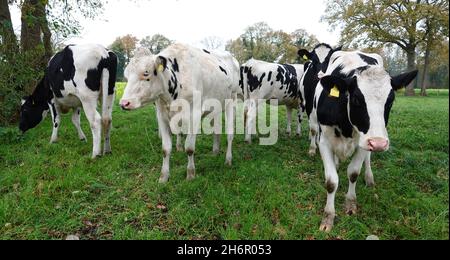 Groupe de cinq vaches sur un pré en Allemagne.Holstein bétail de la Frise Banque D'Images