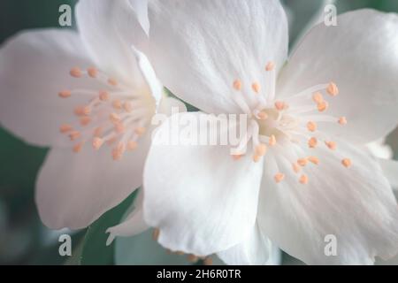 Fleurs blanches délicates de jasmin parmi les feuilles vertes. Vue avant, gros plan Banque D'Images