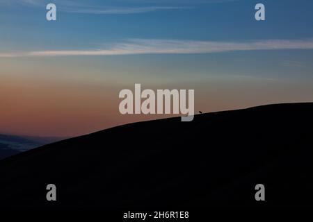 Avant le coucher du soleil, un cheval solitaire se dresse au sommet de la montagne. Les montagnes Majestic Tian Shan Banque D'Images