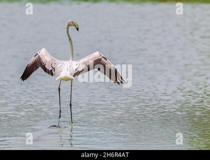 Flamingo prêt à partir d'un lac Banque D'Images