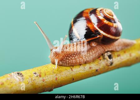 Un gros escargot de raisin comestible rampent le long d'une branche d'arbre sur un fond vert.Hélice Pomatia, hélice aspersa Banque D'Images