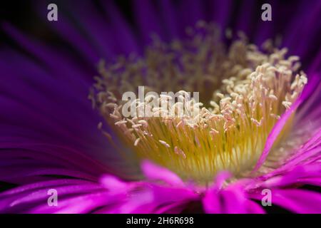 Gros plan des pétales de fleurs violettes chevauchants d'une plante de glace (Carpobrotus edulis) Banque D'Images