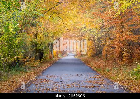 Route de campagne vide à travers un tunnel d'arbres en automne avec des feuilles dorées et orange sur une matinée brumeuse dans la campagne anglaise Banque D'Images