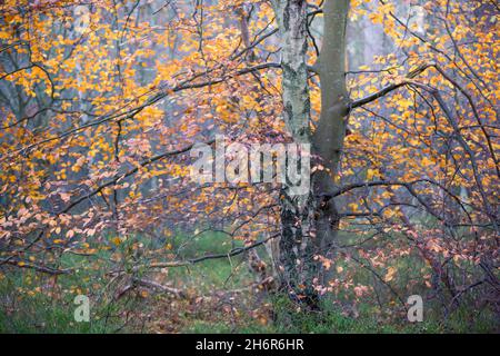 Hêtre avec feuilles dorées et en bronze dans une forêt en automne Banque D'Images