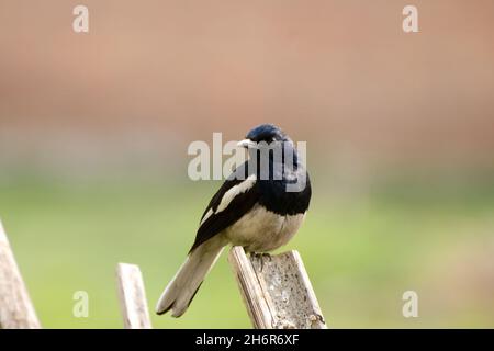 Le petit-Robin Magpie oriental (Copsyrus saularis) est un petit oiseau qui était autrefois membre de la famille des Turidae, mais est maintenant considéré comme un flycatcher de l'ancien monde, membre de la famille des Muscicapidae.Il est également connu sous le nom de Oriental Magpie Robin, Straits Robin et Magpie.ce magpie-Robin est un éleveur résident en Asie tropicale du Sud.l'Oriental Magpie Robin se trouve dans les bois ouverts, les zones cultivées et autour de l'habitation humaine.Il niche dans un trou, souvent dans un mur, pontant 3-6 oeufs qui sont incubés par les deux sexes.1er avril 2007. Banque D'Images