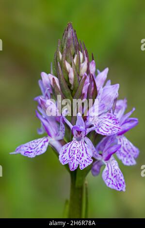 Orchidée tachetée de Heath / orchidée tachetée de Moorland / orchidée tachetée tachetée (Dactylorhiza maculata / Orcis maculata) en fleur Banque D'Images