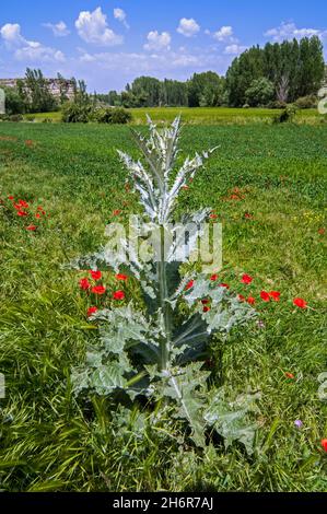 Coton Thistle / Scotch Thistle / Scotch Thistle (Onopordum acanthium) en champ, Espagne Banque D'Images