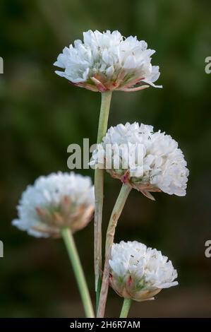 Thrift de Jersey, ail de cigogne, thrift à feuilles larges (Armeria arenaria) en fleur, originaire du sud-ouest de l'Europe, des Alpes et des Pyrénées Banque D'Images