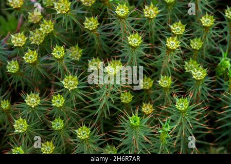 Chapeau de genévrier / genièvre polytrichum mousse (Polytrichum juniperinum / Polytrichum alpestre) gros plan montrant des gamétophytes mâles Banque D'Images