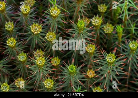 Chapeau de genévrier / genièvre polytrichum mousse (Polytrichum juniperinum / Polytrichum alpestre) gros plan montrant des gamétophytes mâles Banque D'Images