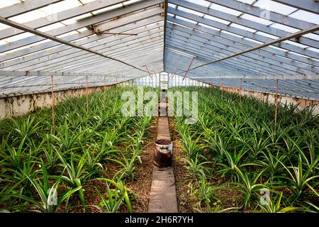 Cultures en serre à l'ananas culture typique dans l'île de Sao Miguel, Açores, Portugal Banque D'Images