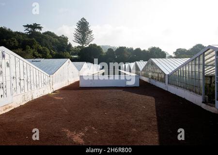 En dehors des serres de l'ananas culture typique dans l'île de Sao Miguel, Açores, Portugal Banque D'Images