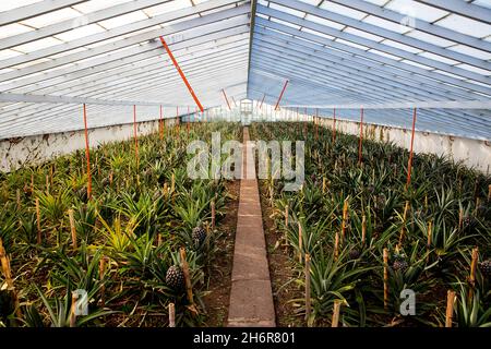 Cultures en serre à l'ananas culture typique dans l'île de Sao Miguel, Açores, Portugal Banque D'Images