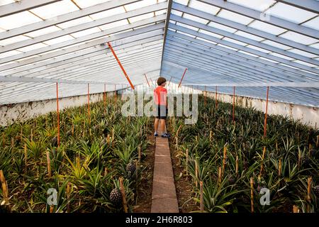 Garçon regardant les fruits non mûrs dans la serre à la culture typique d'ananas dans l'île de Sao Miguel, Açores, Portugal Banque D'Images