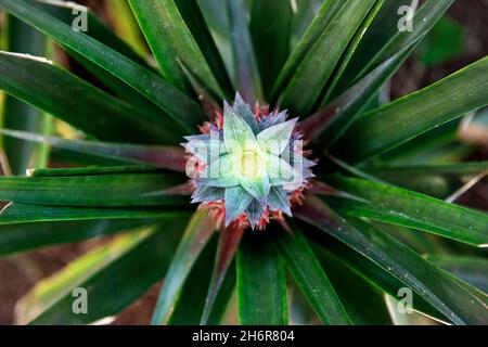 Gros plan de l'ananas peu mûr à l'ananas culture typique dans l'île de Sao Miguel, Açores, Portugal Banque D'Images