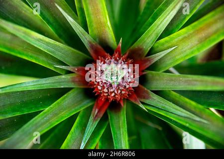 Gros plan de l'ananas peu mûr à l'ananas culture typique dans l'île de Sao Miguel, Açores, Portugal Banque D'Images