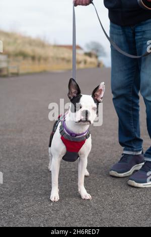 Chiot Boston Terrier à tête blanche portant un harnais sur une tête.Elle est debout et est tenue par un homme portant des jeans.Ils sont à l'extérieur sur un asphalte pr Banque D'Images