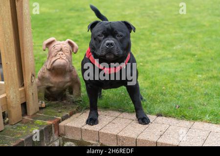 Staffordshire Bull terrier chien debout dans un jardin regardant l'appareil photo à côté d'un chien de taureau figurine. Banque D'Images