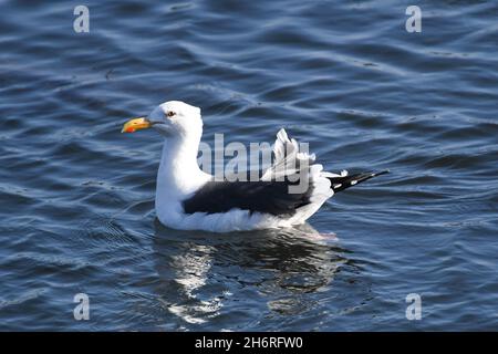 California Gull flotte sur l'eau de la rivière San Diego, près de Mission Bay à San Diego, Californie Banque D'Images