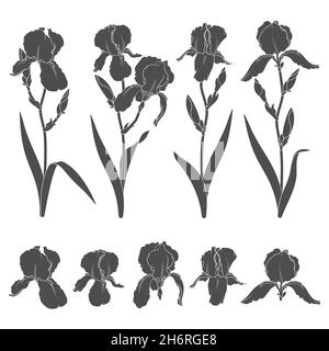 Jeu d'illustrations en noir et blanc avec fleurs d'iris.Objets vectoriels isolés sur fond blanc. Illustration de Vecteur