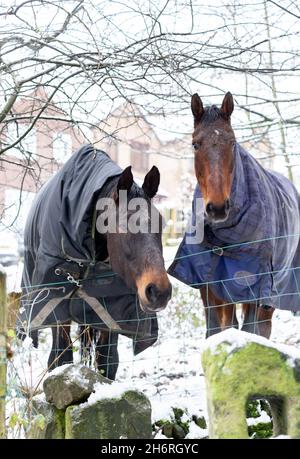 Deux chevaux se penchent sur une clôture en hiver.Ils portent des vestes de cheval pour les protéger des éléments. Banque D'Images