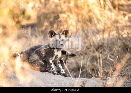 Des petits chiens sauvages, Lycaon pictus, attendent sur leur site de la ferme au coucher du soleil. Banque D'Images