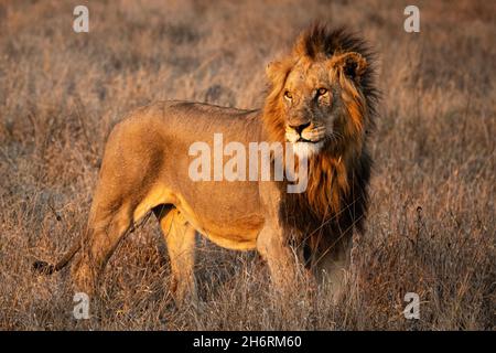 Un lion mâle, Panthera leo, se tient dans une clairière au soleil, regardant hors du cadre Banque D'Images