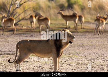 Un lion mâle debout à une distance d'un troupeau d'impala en début de matinée Banque D'Images