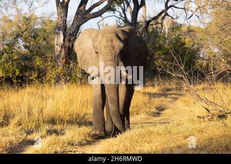 Un seul animal, loxodonta africanus, un éléphant africain mature. Banque D'Images