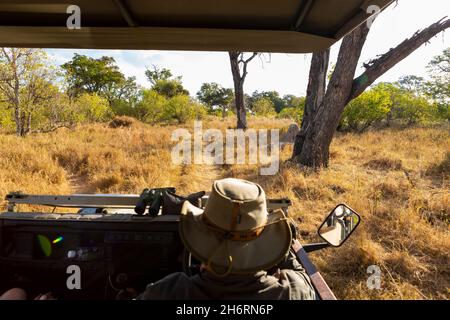 Un guide safari dans un chapeau de brousse au volant d'une jeep, un éléphant au loin. Banque D'Images