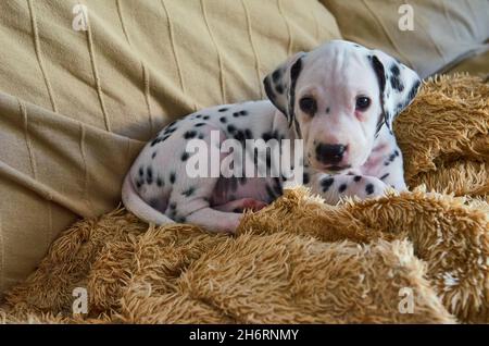 Un chiot dalmatien mignon et espiègle jouant sur un canapé à la maison. Banque D'Images