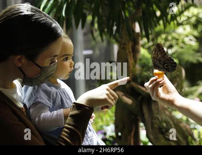 Un nourrisson regarde un papillon en direct exposé au Butterflies tropical vivant en hiver au Musée américain d'histoire naturelle de New York le mercredi 17 novembre 2021.Le Butterfly Conservatory abrite jusqu'à 500 papillons irisés qui flottent parmi les visiteurs dans un vivarium de 1,200 pieds carrés rempli de feuillage luxuriant et de fleurs tropicales florales.Le Conservatoire de papillons ouvre au public le samedi 20 novembre et se déroule jusqu'au lundi 30 mai 2022.Photo de John Angelillo/UPI Banque D'Images