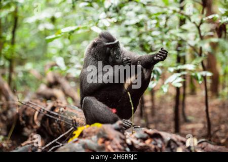 Le macaque noir à crête égratigait son bras, Parc national de Tangkoko, Indonésie Banque D'Images