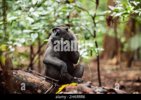 Les Celebes ont éraflé le macaque, parc national de Tangkoko, Indonésie Banque D'Images