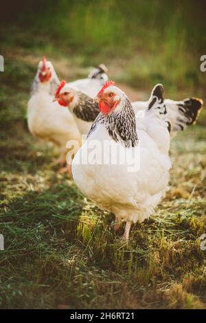 Trois poulets légers Sussex sans aucun champ d'activité à la ferme Banque D'Images