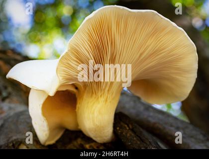 En regardant dans les branchies d'un champignon huître commun. Banque D'Images