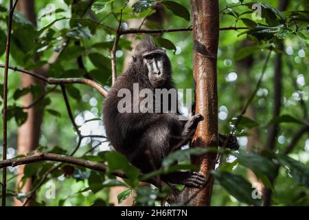 Le macaque à crête Sulawesi monte l'arbre, parc national de Tangkoko, Indonésie Banque D'Images