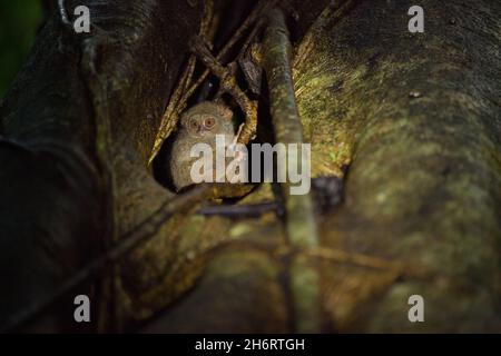 Le tarsier spectral est assis dans le tronc de l'arbre Banque D'Images